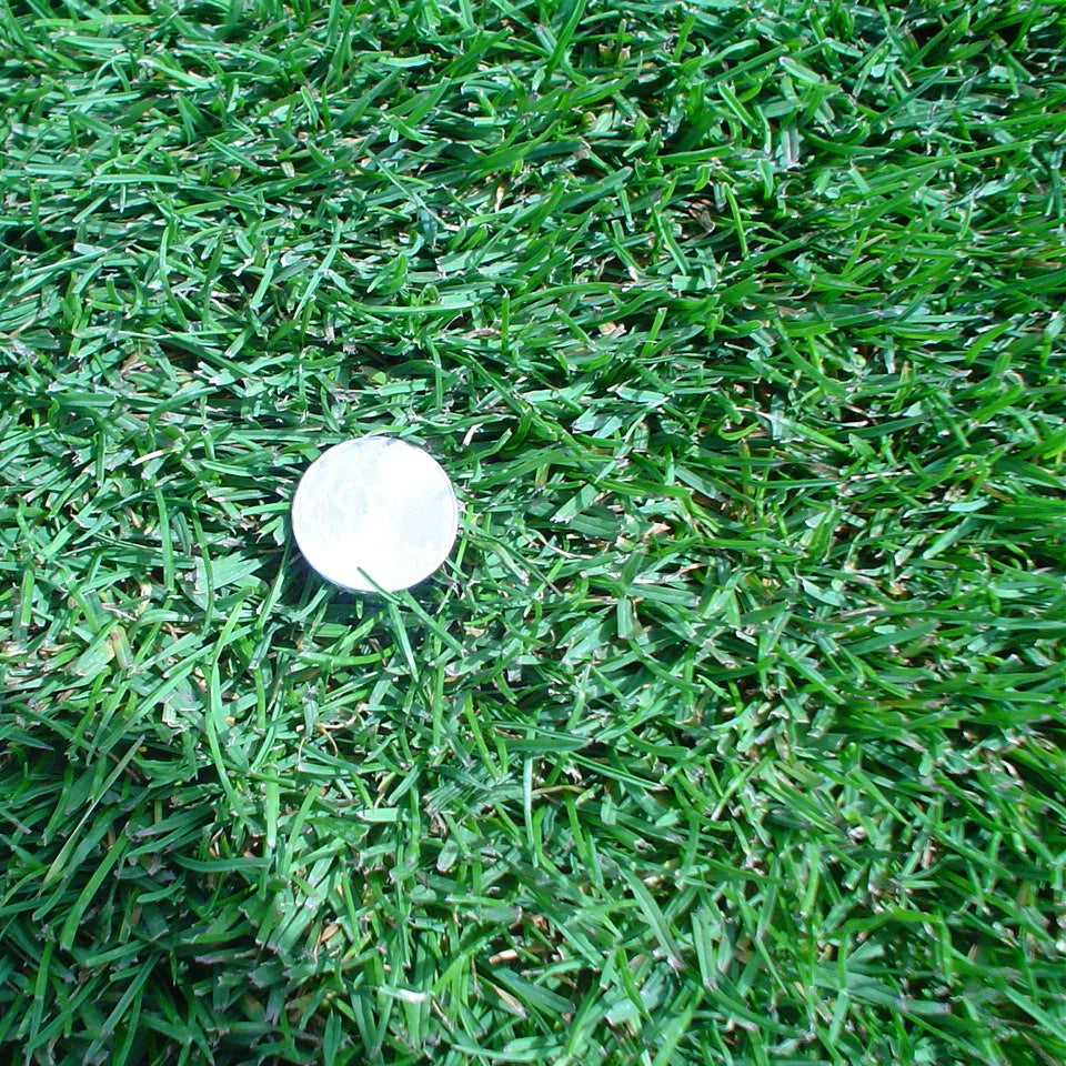 Bedazzled Kentucky Bluegrass Seed