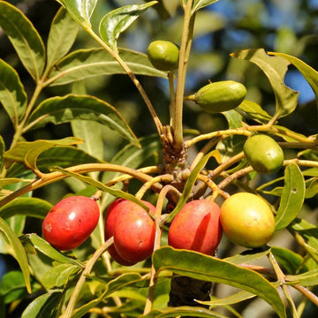 Harpephyllum caffrum fruit seeds
