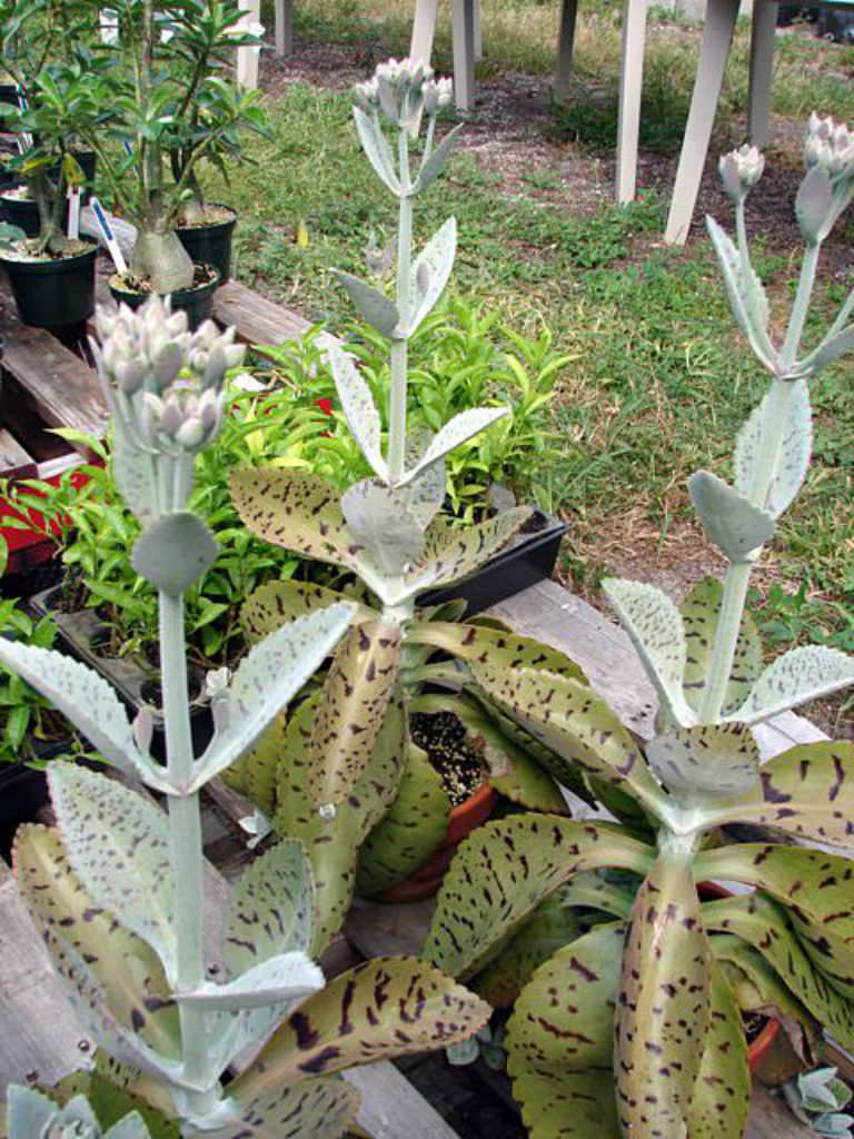 Kalanchoe Gastonis Flower Seeds – Heirloom Non-GMO Seeds for Succulent and Indoor Garden Planting
