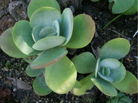 Heirloom Thyrsiflora Plant Seeds, Non-GMO Ornamental Foliage and Blooms for Unique Garden Planting for planting in home garden
