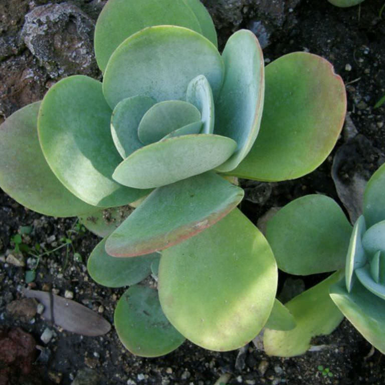 Heirloom Thyrsiflora Plant Seeds, Non-GMO Ornamental Foliage and Blooms for Unique Garden Planting