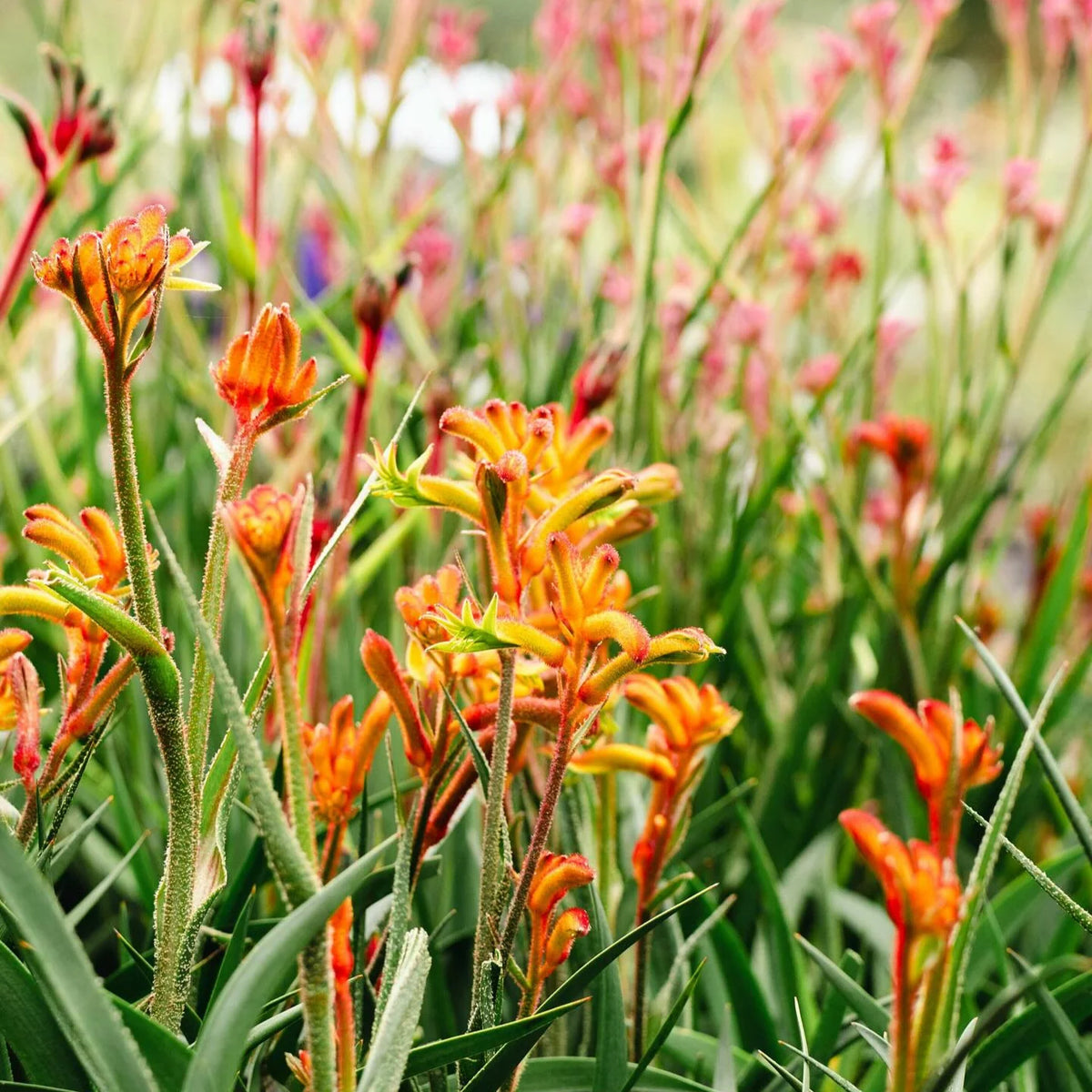 Kangaroo Paw Flower Seeds for Planting - NON GMO Seeds