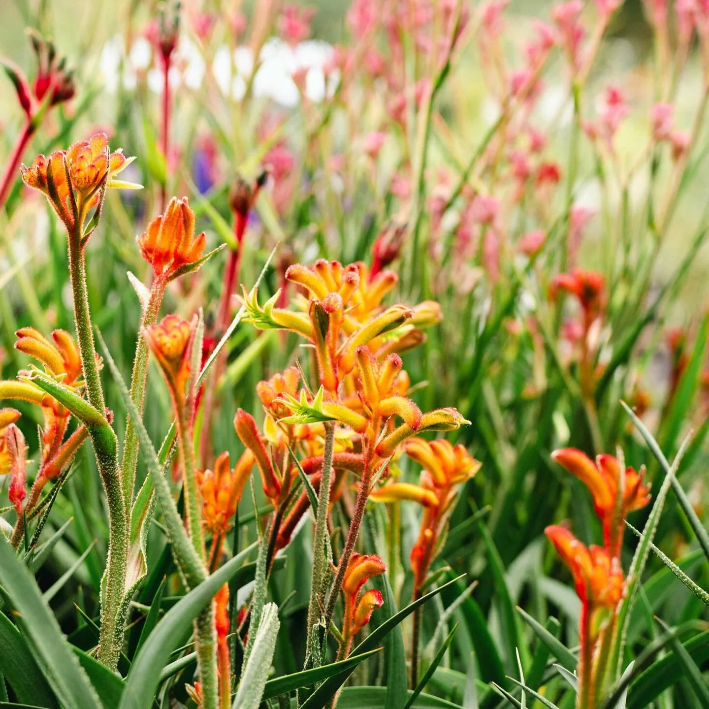 Kangaroo Paw Flower Seeds for Planting - NON GMO Seeds