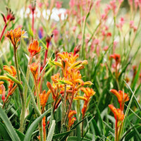 Kangaroo Paw Flower Seeds for Planting - NON GMO Seeds