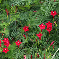 Red Cypress Seeds for Planting – Organic, Heirloom, Non-GMO Flower Seeds
