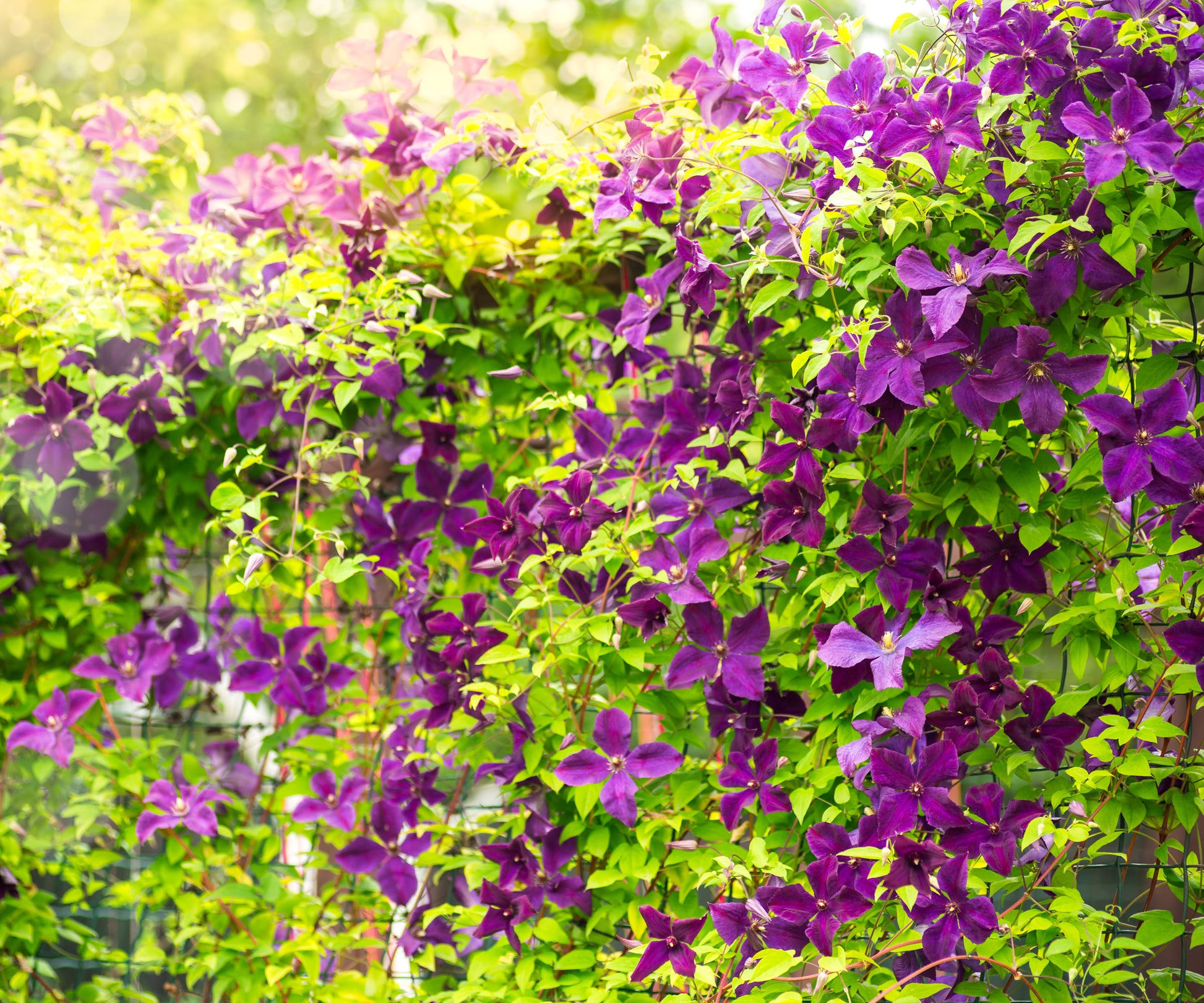 Heirloom purple Yellow Clematis Flower Seeds ƒ?? Non-GMO Climbing Garden Blooms for Planting