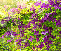 Heirloom purple Yellow Clematis Flower Seeds ƒ?? Non-GMO Climbing Garden Blooms for Planting
