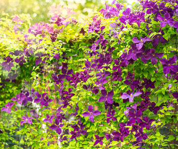 Heirloom purple Yellow Clematis Flower Seeds ƒ?? Non-GMO Climbing Garden Blooms for Planting