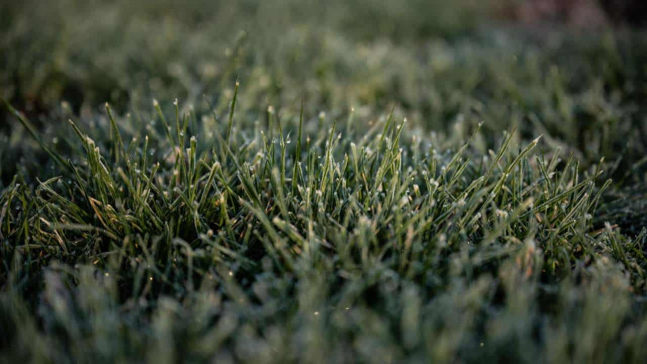 DuraBlue Kentucky Bluegrass Seed
