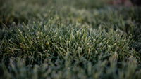 DuraBlue Kentucky Bluegrass Seed