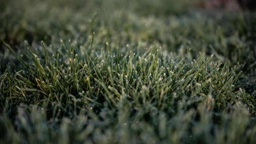 DuraBlue Kentucky Bluegrass Seed