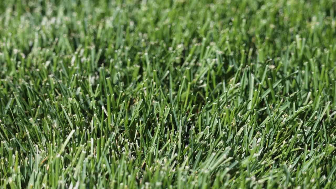 DuraBlue Kentucky Bluegrass Seed