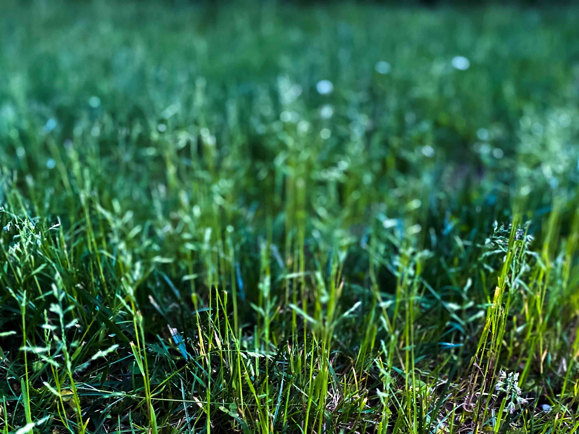Finesse Kentucky Bluegrass Seed