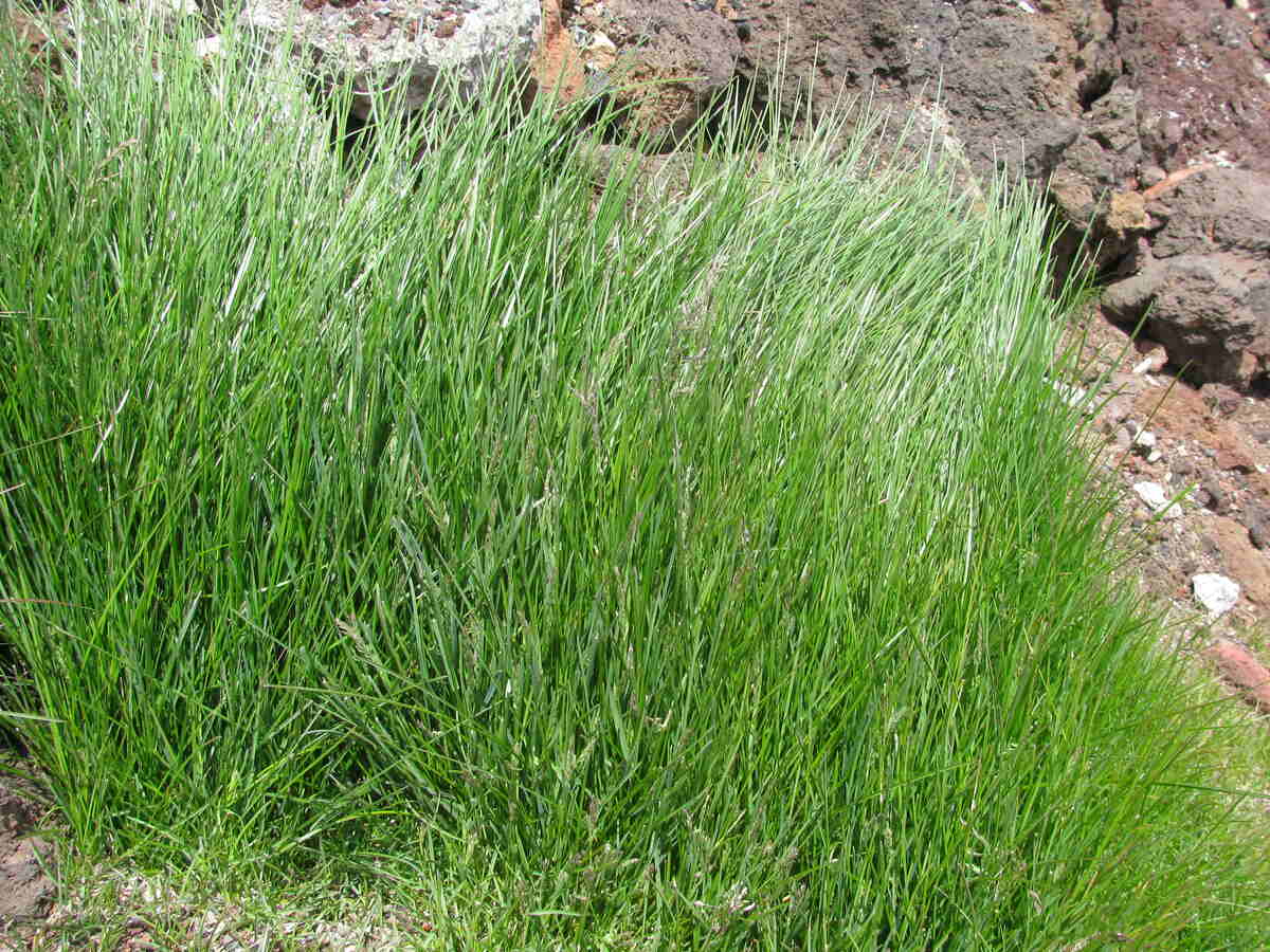 Baron Kentucky Bluegrass Seed