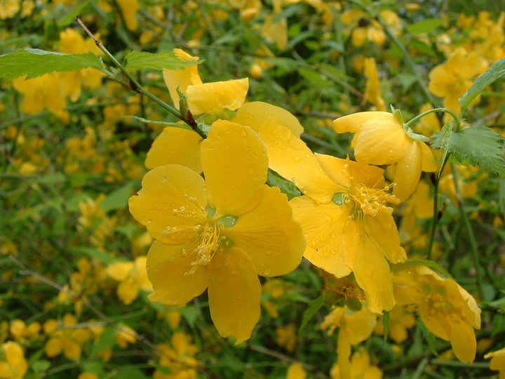 Heirloom Non-GMO Kerria Japonica Flower Seeds for Planting – Bright Yellow Blooms for Ornamental Shrub Gardens