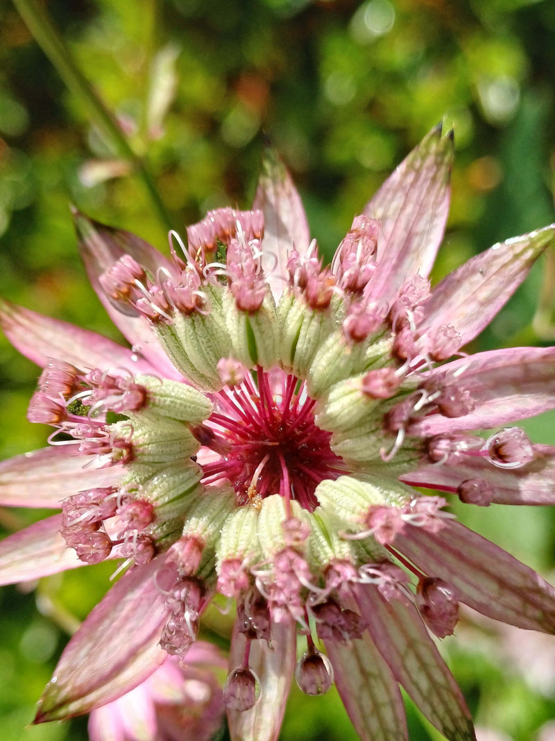 Heirloom Non-GMO Major Astrantia Flower Seeds for Planting – Unique Starry Perennial Garden Blooms