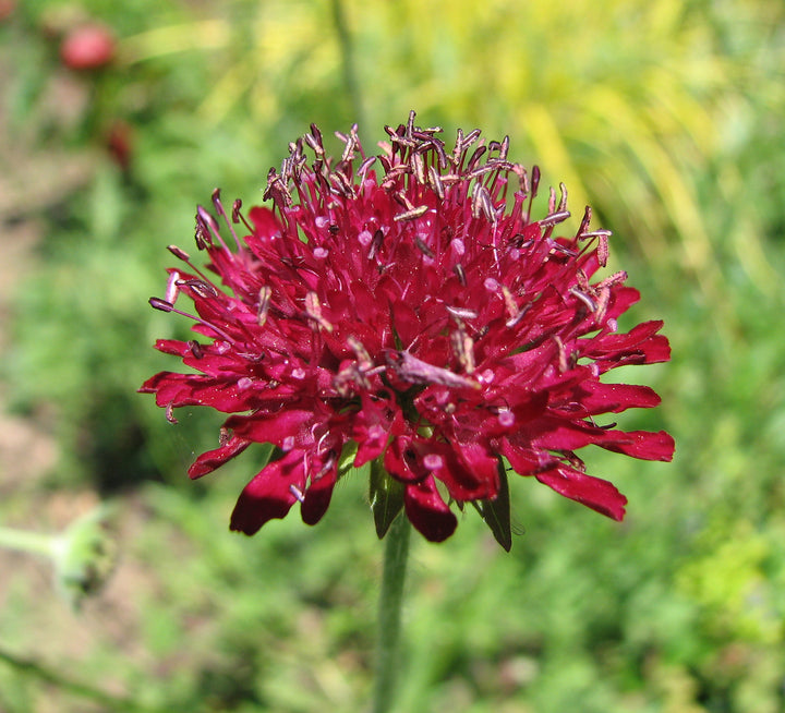 Macedonica Red Flower Seeds for Planting – Organic, Heirloom, Non-GMO Seeds