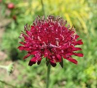 Macedonica Red Flower Seeds for Planting – Organic, Heirloom, Non-GMO Seeds