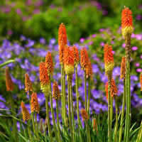 Uvaria Flower Seeds for Planting, Red Variety, 100 pcs