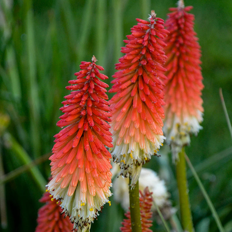 Red Hot Poker Plant Seeds for Planting, Fresh, 100 pcs seeds for planting in home garden