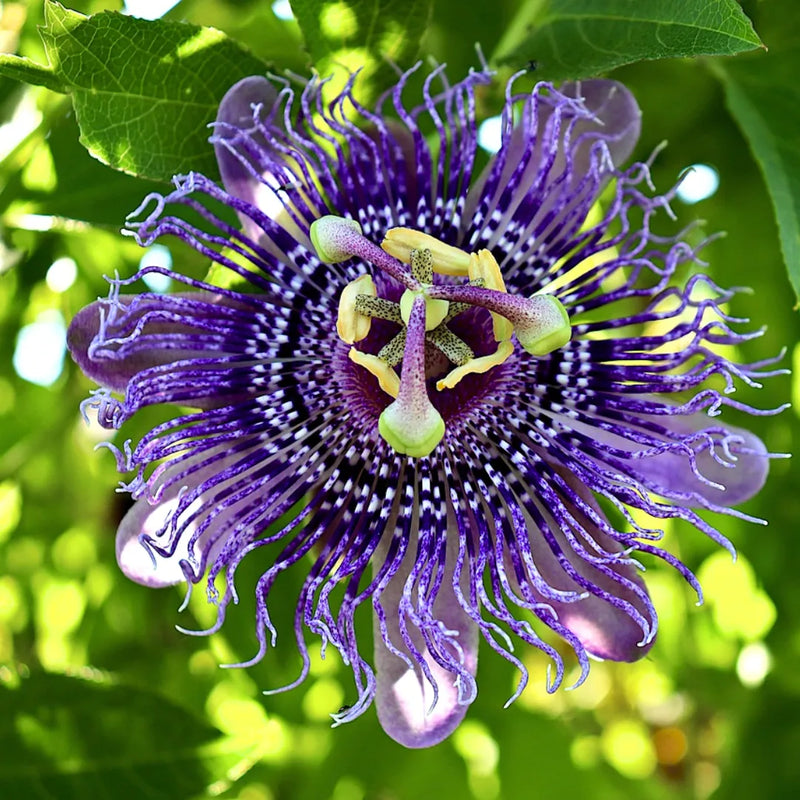 Passion Flower Seeds, Heirloom, Non-GMO Seeds for Planting