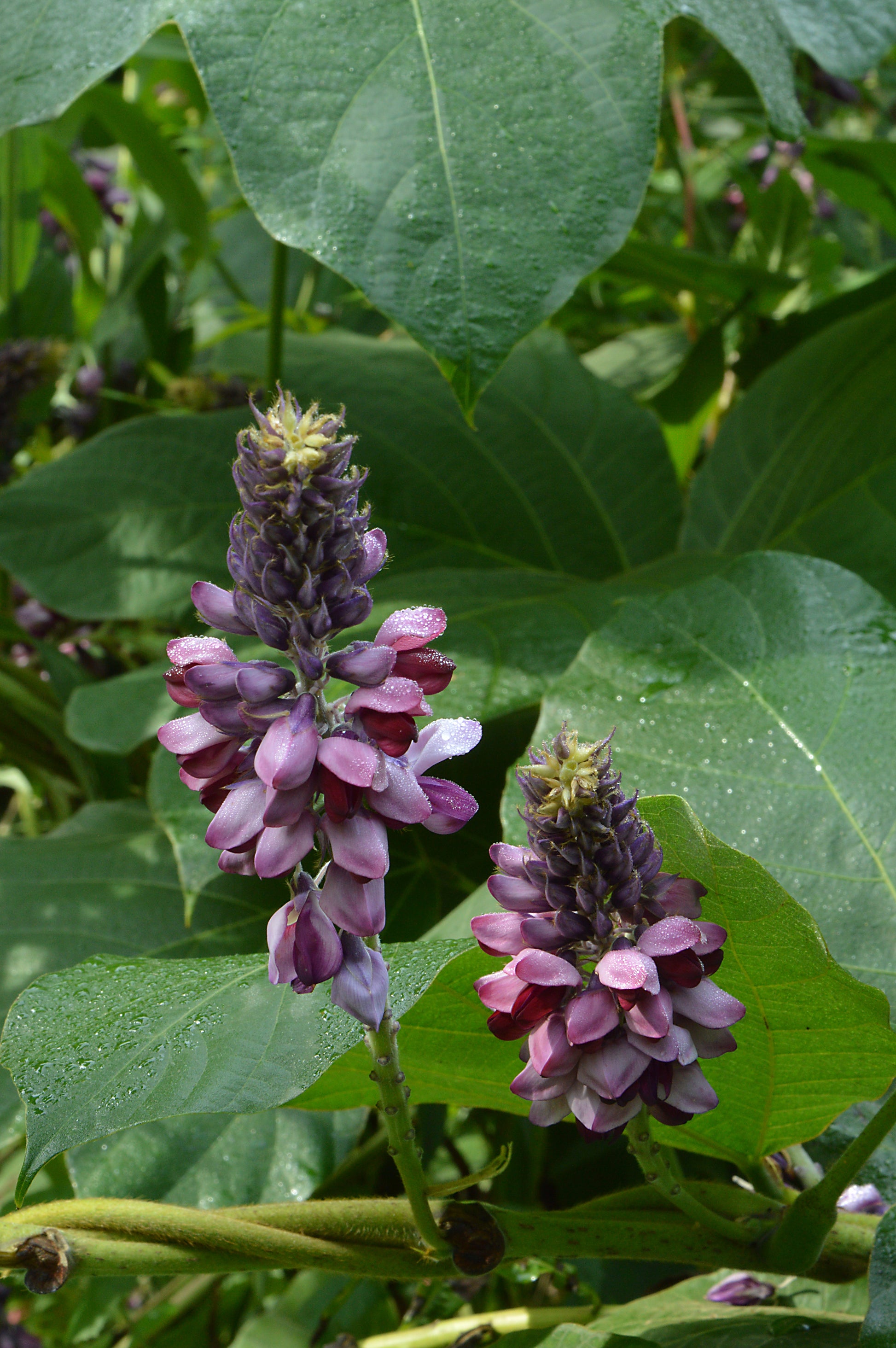 Kudzu Pueraria Lobata Plant Seeds for Planting - Heirloom and Non-GMO Garden Seeds