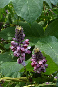 Kudzu Pueraria Lobata Plant Seeds for Planting - Heirloom and Non-GMO Garden Seeds