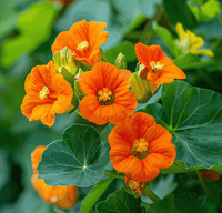Kapuzinerkresse Flower Seeds for Planting, Heirloom, Non-GMO, 100 pcs