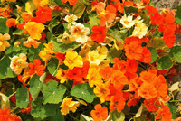 Kapuzinerkresse Flower Seeds for Planting, Heirloom, Non-GMO, 100 pcs for planting in home garden