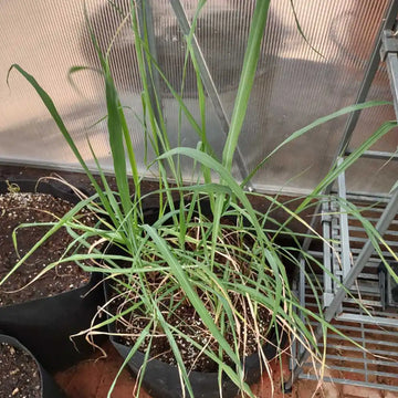 Cymbopogon citratus 'Mojave' ? Hardy Mojave Lemongrass