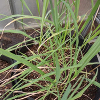 Cymbopogon citratus 'Mojave' ? Hardy Mojave Lemongrass