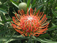 Orange Protea Flower Seeds for Planting - 100 pcs