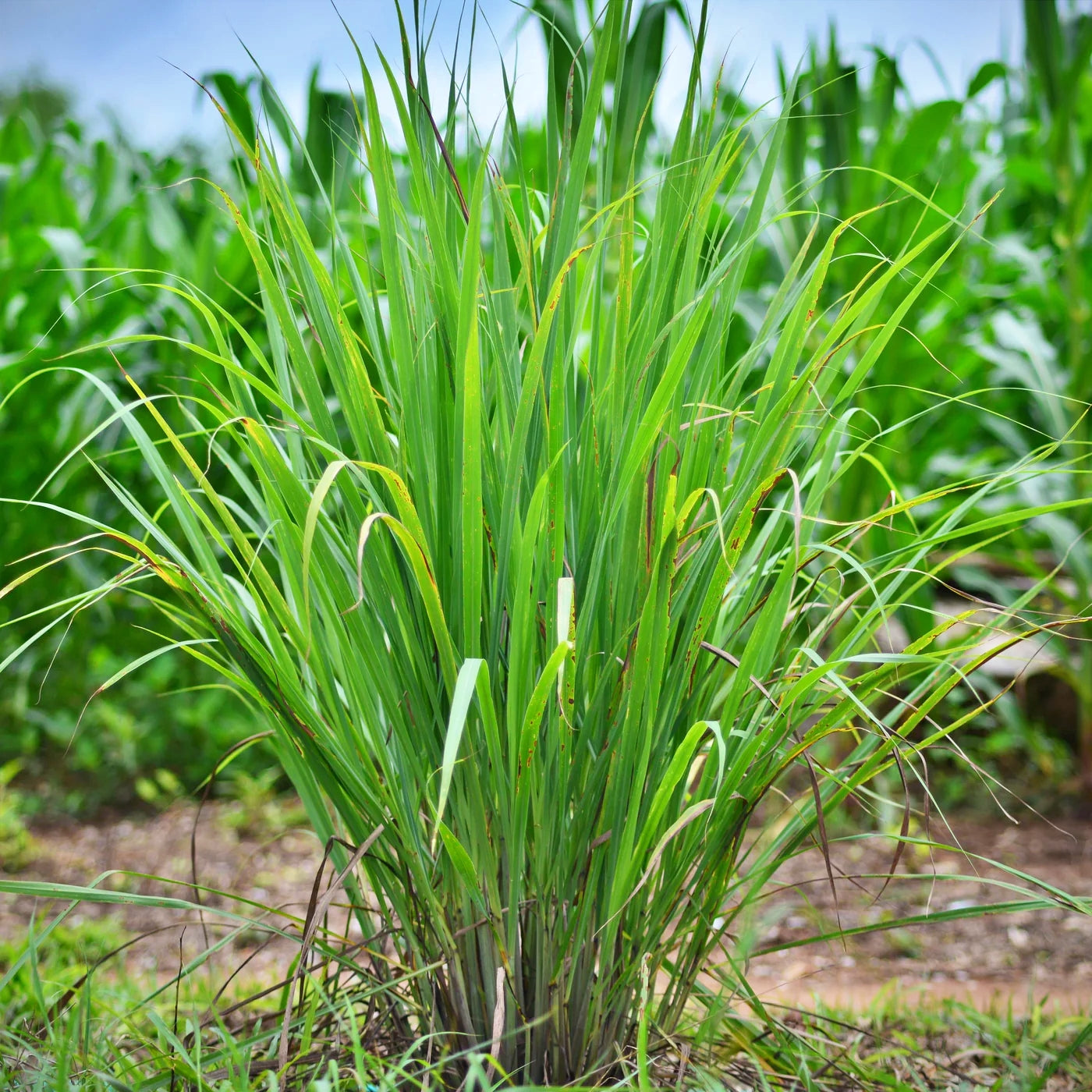 Cymbopogon pendulus (Tall Lemongrass)