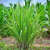 Cymbopogon pendulus (Tall Lemongrass)