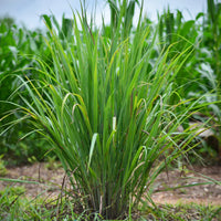 Cymbopogon citratus 'Thailand' ? Fresh Thai Lemongrass