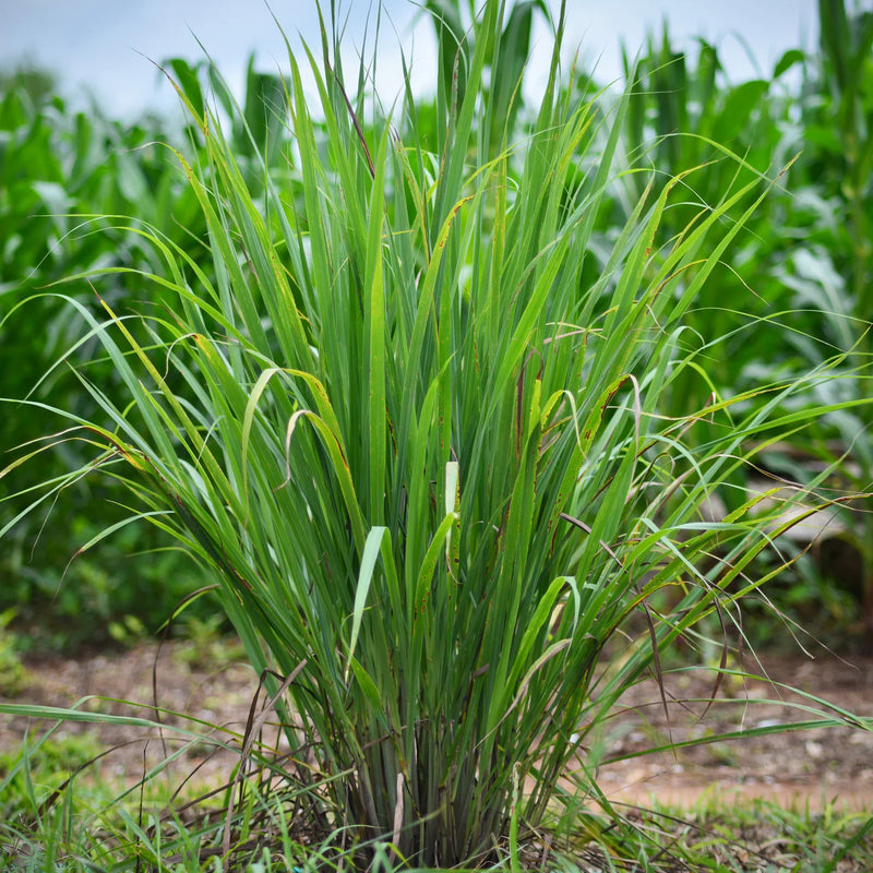 Cymbopogon citratus 'Thailand' ? Fresh Thai Lemongrass