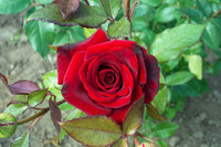 Rose Flower Seeds for Planting, Heirloom, Non-GMO