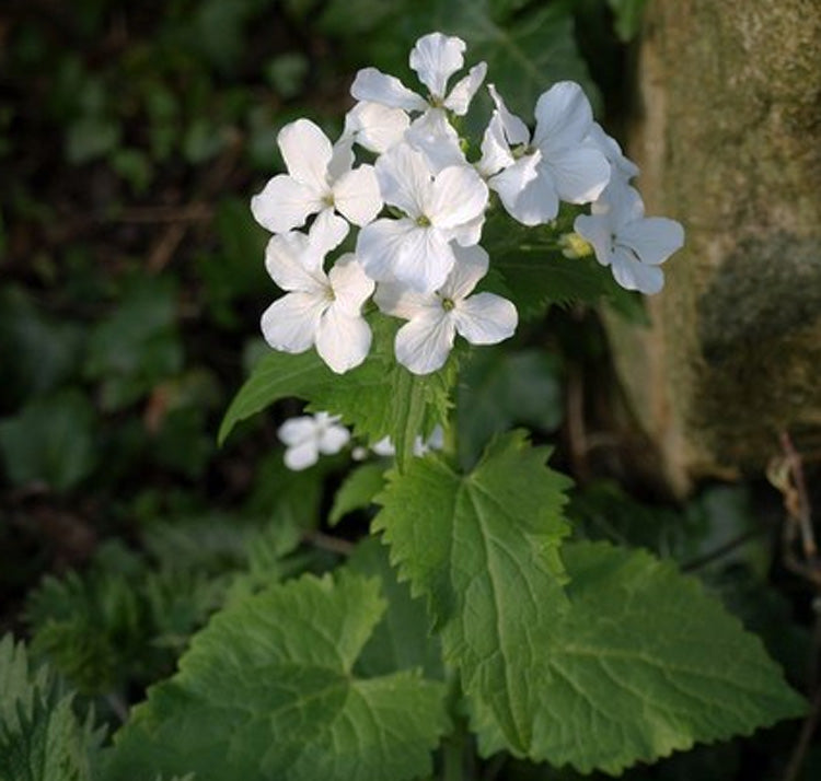 White Lunaria Biennis Seeds for Planting – Organic, Heirloom, Non-GMO Flower Seeds