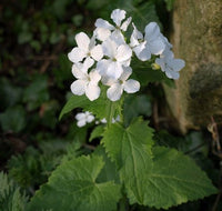 White Lunaria Biennis Seeds for Planting – Organic, Heirloom, Non-GMO Flower Seeds