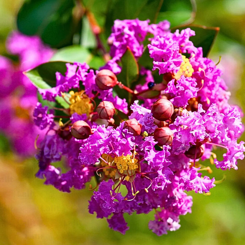 Lagerstroemia Indica Crape Flower Seeds for Planting Hierloom Flower Seeds