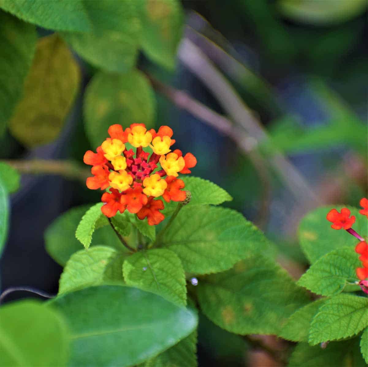 Heirloom Non-GMO Green Lantana Plant Seeds for Butterfly-Friendly Garden Planting for planting in home garden
