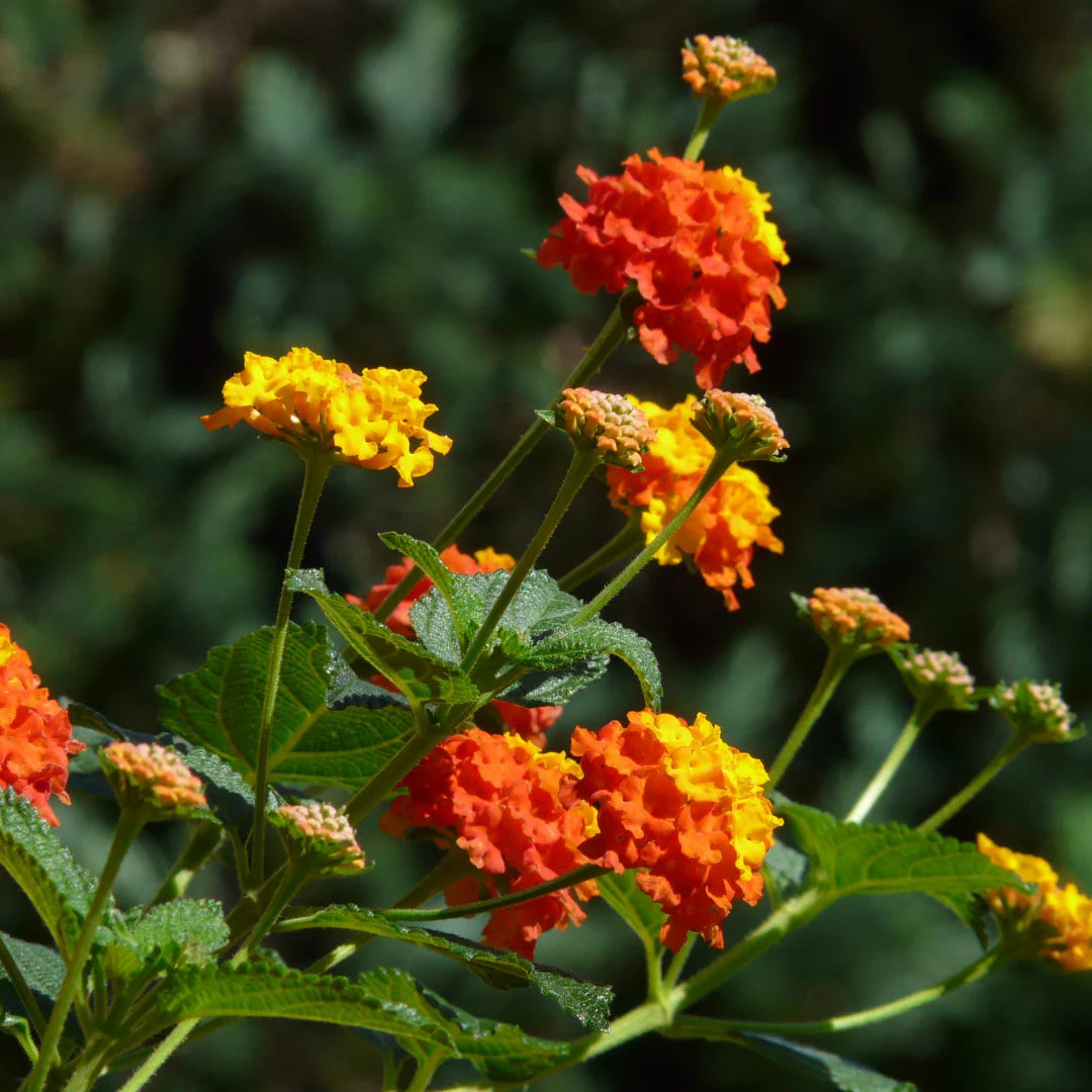 Heirloom Non-GMO Lantana Flower Seeds for Planting – Bright Butterfly-Friendly Garden Blooms - Non-GMO for planting in home garden