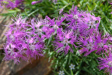 Pink Dianthus Superbus Flower Seeds for Planting, 100 pcs seeds for planting in home garden