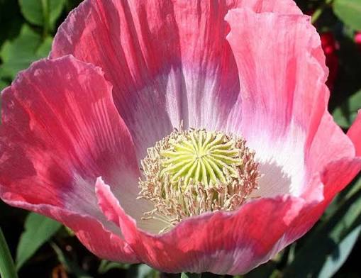Large ornamental Papaver somniferum blooms with vibrant colorful petals.