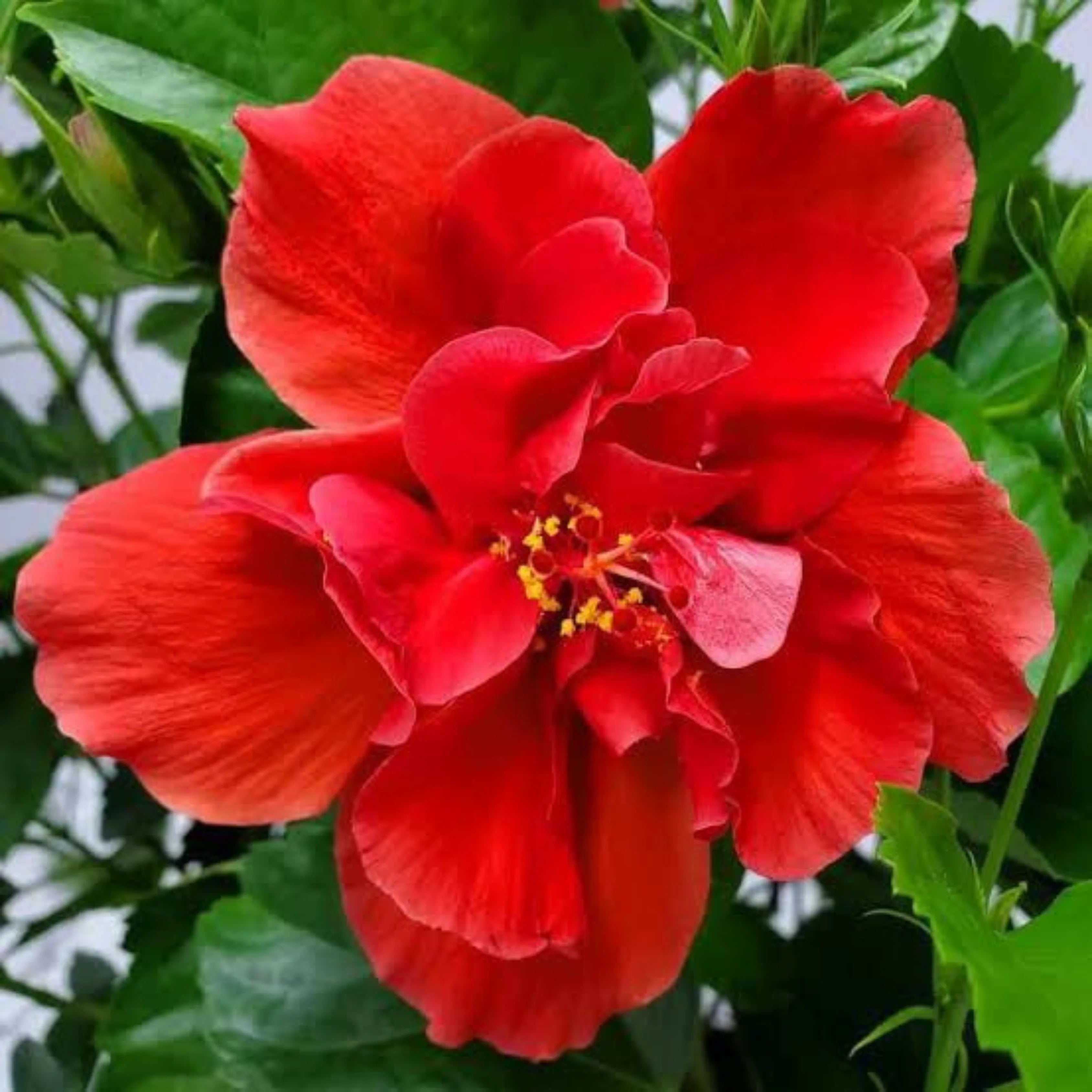 Large red hibiscus bloom in an outdoor garden