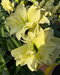 Large yellow Hippeastrum flowers blooming with healthy green foliage.