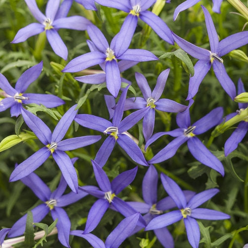 Blue Laurentia Flower Seeds for Planting - 100 pcs