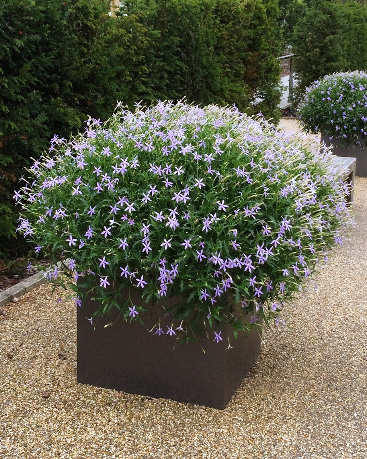 Blue Laurentia Flower Seeds for Planting - 100 pcs