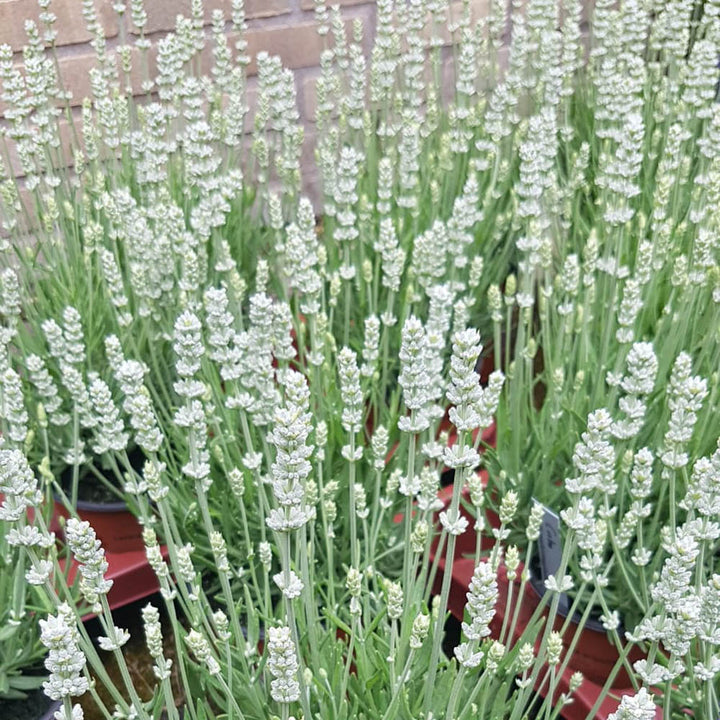 Heirloom Non-GMO White Lavender Seeds – Elegant Blooms for Serene Gardens
