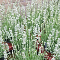 Heirloom Non-GMO White Lavender Seeds – Elegant Blooms for Serene Gardens